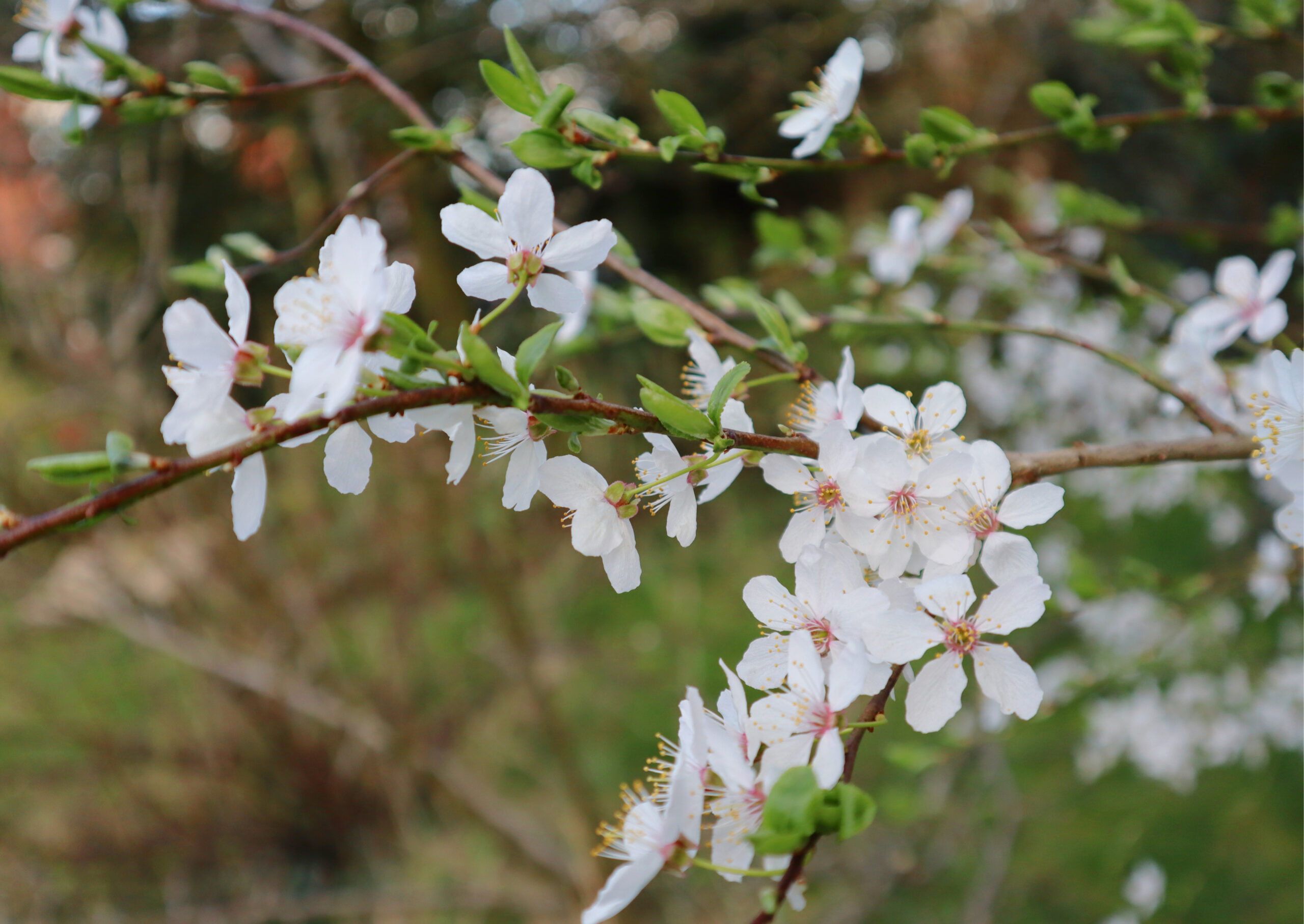 Gardening Checklist – 5 Things For a Successful Garden in March