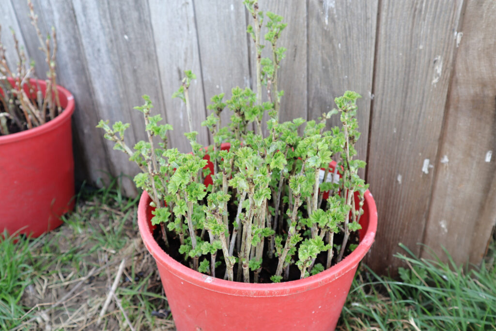 gardening checklist raspberries