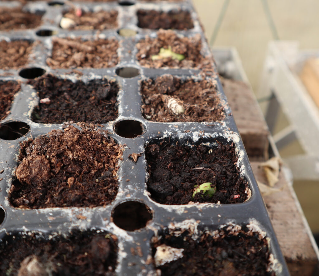 seedlings