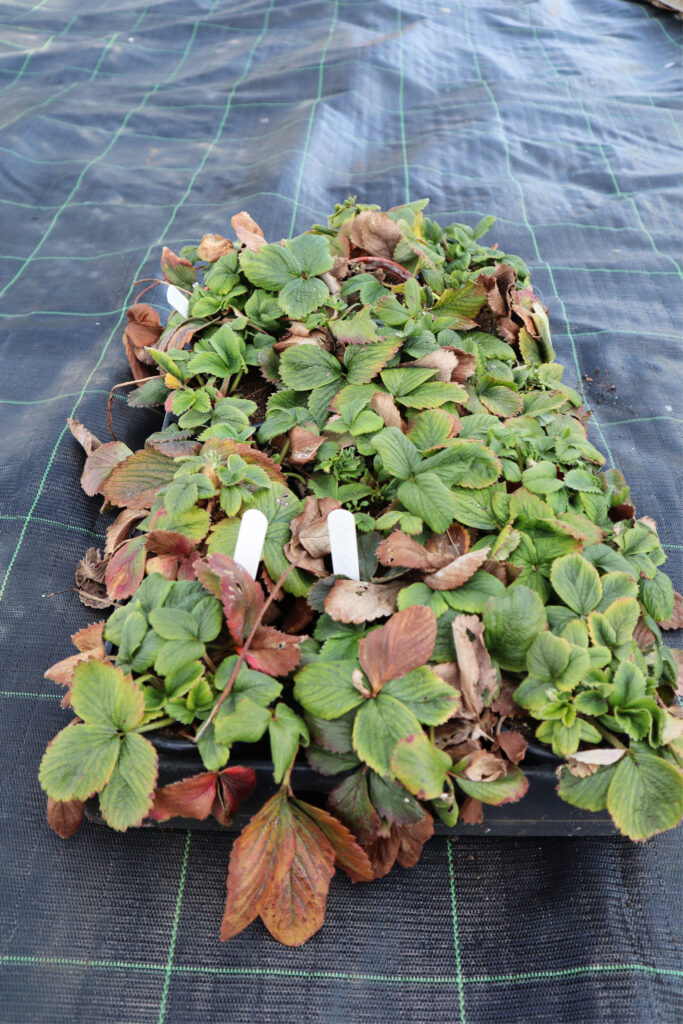 Planting strawberries