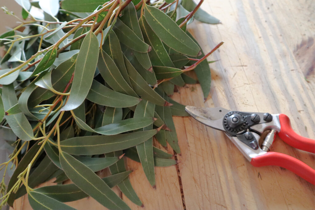 Eucalyptus for easter wreath